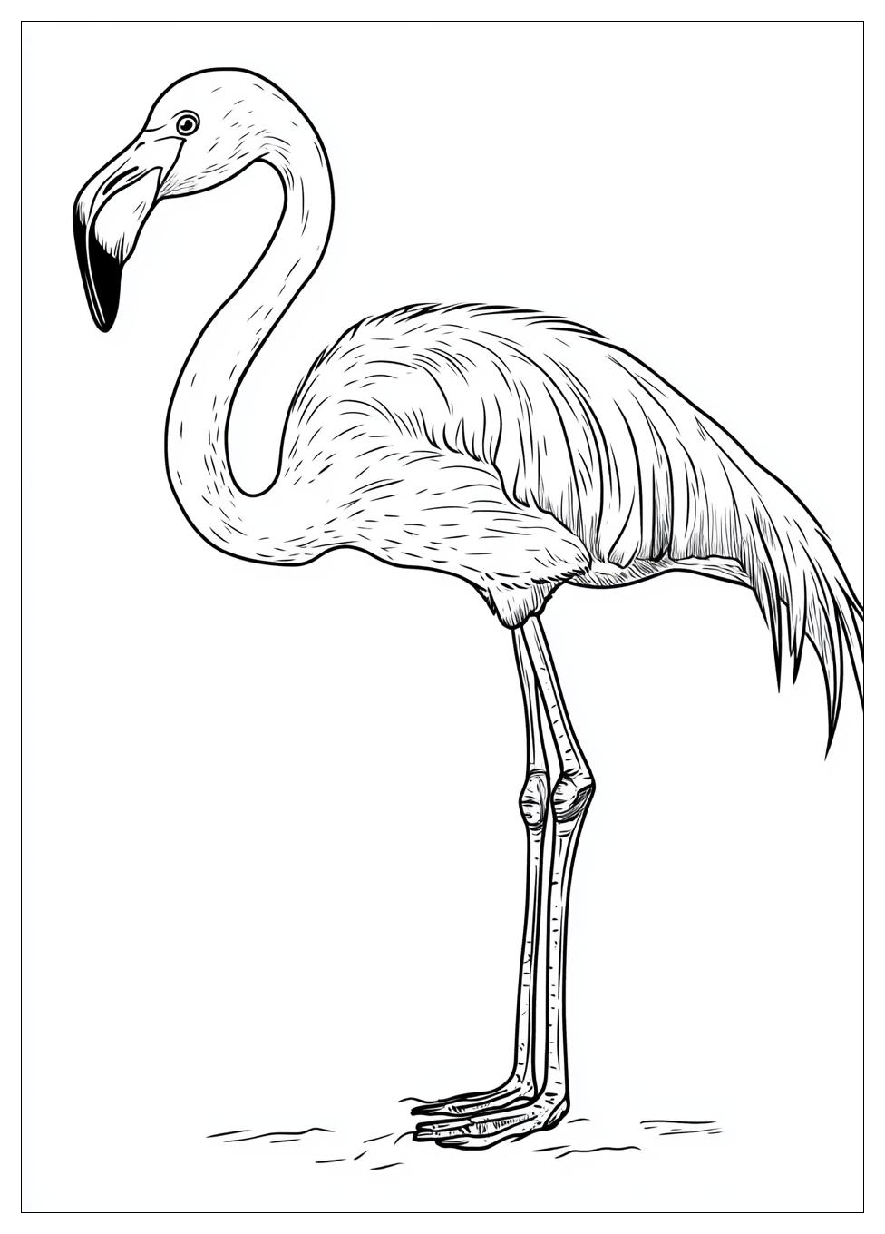 Flamingó Színező 16