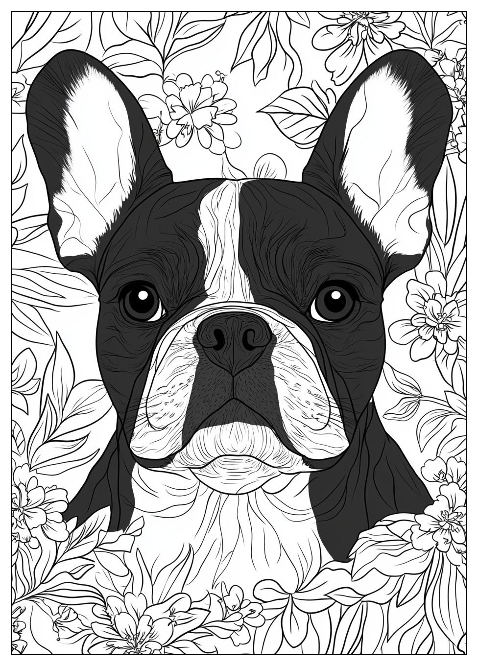 Francia Bulldog Színező 21