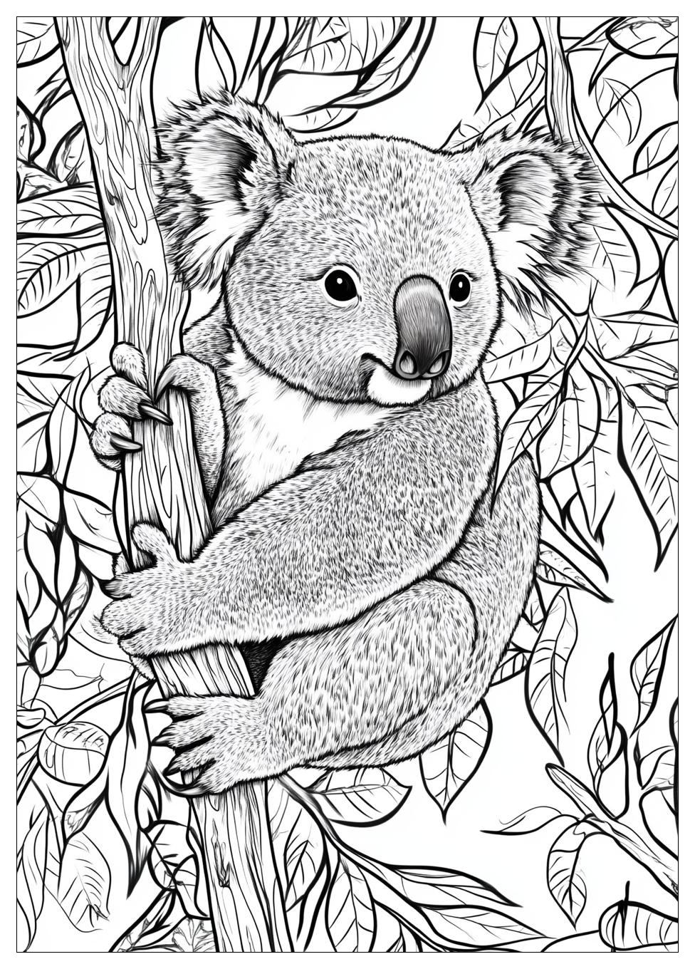 Koala Színező 23